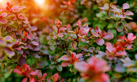 Barberry bush, colorful floral red background, Autumn background with Thunberg barberry. High quality photoの写真素材