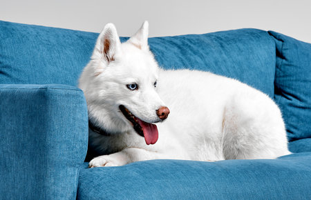 White Husky Relaxing on Blue Sofa with Tongue Out