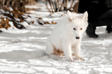 White Fluffy Puppy Sitting on Snowy Ground.