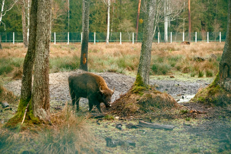 European Bison Grazing in Forest Enclosure.の写真素材