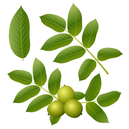 Walnut green leaves and fruitsのイラスト素材
