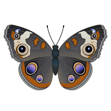 Variegated butterfly, suitable for sticker or icon. Detailed vector illustration. Isolated on a white background.のイラスト素材