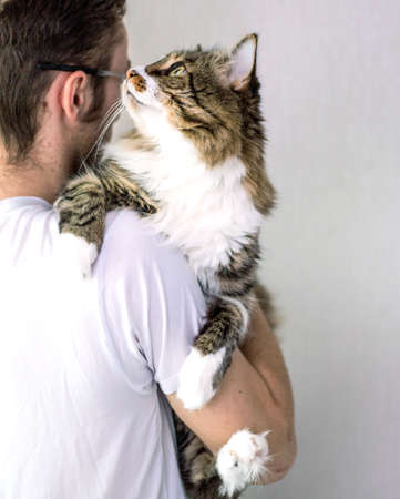 Siberian cat close up face portrait with fat cheeks and haughty gaze. Lies on the shoulder of the owner against the gray background of the wall. Horizontal photoの写真素材