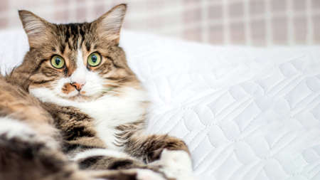 Brown, adult cat with green eyes. Lying on a white blanket. Looks haughty. Horizontal photo. Side...