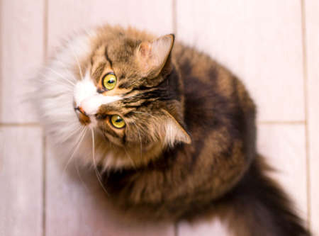Adult, brown, domestic cat. Sitting on the kitchen floor and asking for food. Flat lay. Flatlay. Flatly. Layout. Top viewの写真素材