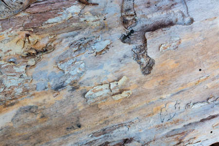 A cracked wooden plank. The bark of an old, dried, brown tree. Close up. Macro modeの写真素材