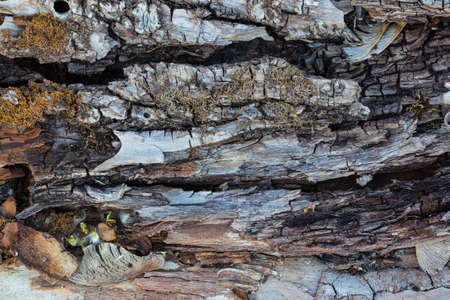 A cracked wooden plank. The bark of an old, dried, brown tree. Close up. Macro mode