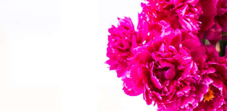 Banner. Red peony close-up. On light background. Soft image. Space for text. Horizontal photo. Summer. Side view.の写真素材