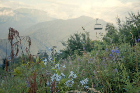 Landscape with mountains and clouds. Birds eye view. Early, Sunny morning. In the foreground-mountain flowers. Distant view of the Sochi funicular. Krasnaya Polyana.の写真素材