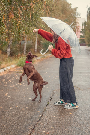 A happy, young girl in casual clothes trains her favorite dog in the park.の写真素材