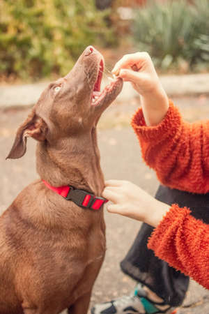 A happy, young girl in casual clothes trains her favorite dog in the park.の写真素材