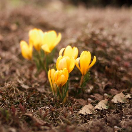 Spring flowers growing in the ground. Spring. Primroses.の写真素材
