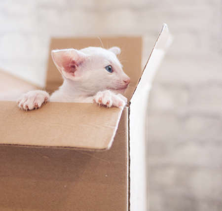 A small, charming, playful kitten of white color.の写真素材