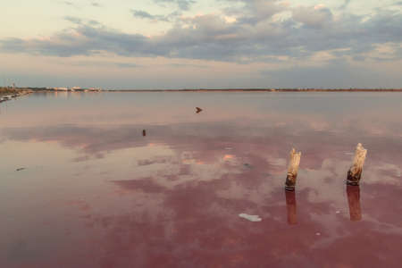 Salt pillars on the pink lake. Sunset, sunrise on a summer day on a pink lake.の写真素材