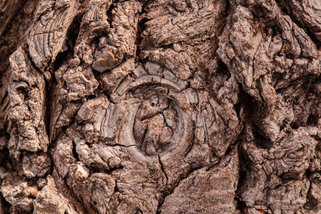 Ancient conifer tree bark with large eye shaped knots. High quality photo