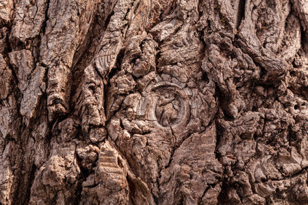 Ancient conifer tree bark with large eye shaped knots. High quality photoの写真素材