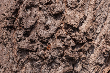 Ancient conifer tree bark with large eye shaped knots. High quality photo