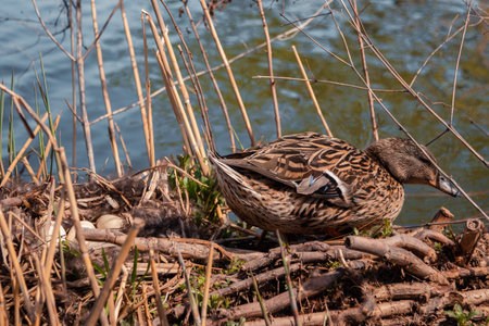 Mama duck hatches her eggs in a straw nest on the river. In the animal world. The world of wild nature. High quality photoの写真素材
