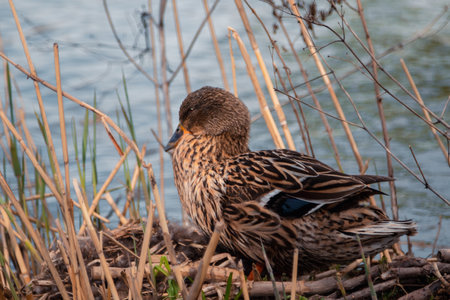 Mama duck hatches her eggs in a straw nest on the river. In the animal world. The world of wild nature. High quality photoの写真素材
