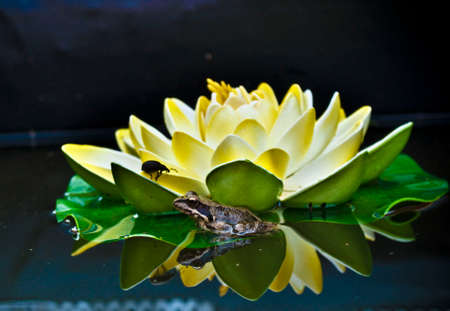 Conversation of the bug with frog at the Lilly flowerの写真素材