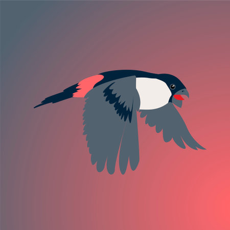 bullfinch female flies on a gradient red-gray backgroundのイラスト素材