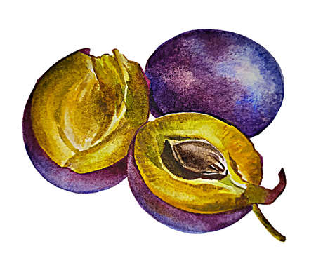 plum fruit in section and wholeの写真素材