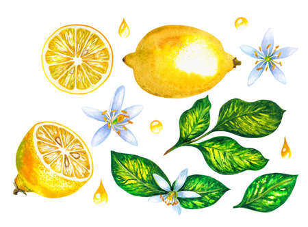 fruits, lemon flowers watercolor setの写真素材