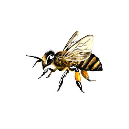 honey bee one. Watercolor illustration. Isolate on a white background. For design solutions. Packaging, stickers, printsの写真素材