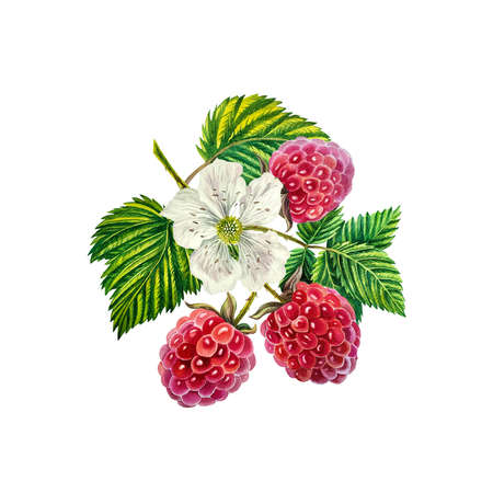 Raspberry. Raspberry branch with berries, leaves and flower. watercolor illustration. Isolated on white background.の写真素材