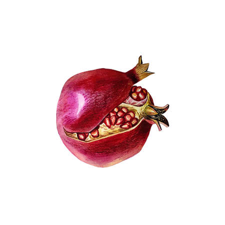 Ripe pomegranate bursting. Watercolor illustration. Isolate on white background. for design solutions.の写真素材