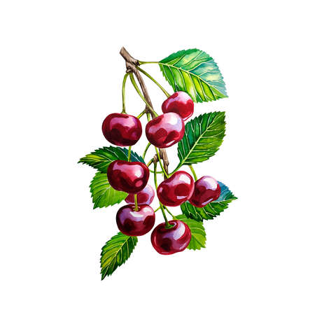 Cherry branch, fresh natural health product. Watercolor illustration. Isolated. For labels, packaging, banners.の写真素材