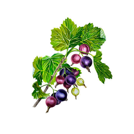 Blackcurrant branch, fresh natural health product. Watercolor illustration. Isolated. For labels, packaging, banners.の写真素材