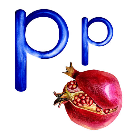 The letter P is uppercase and lowercase with the image of a pomegranate. Watercolor drawing, for the alphabetの写真素材