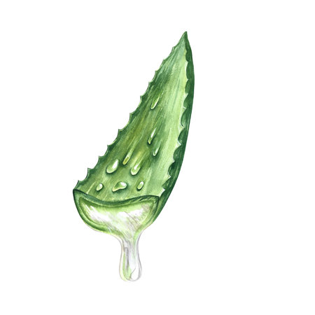 Aloe vera. Watercolor illustration. Sliced aloe vera with juice flowing out. For labels and packaging.の写真素材