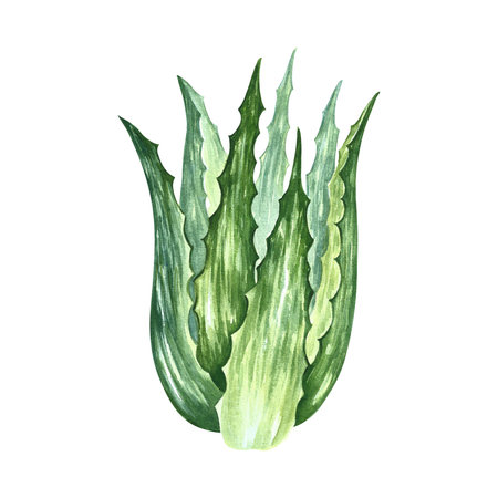 Aloe vera. Watercolor illustration. Aloe vera bush. For labels and packaging of cosmetology, perfumery and medicine.の写真素材