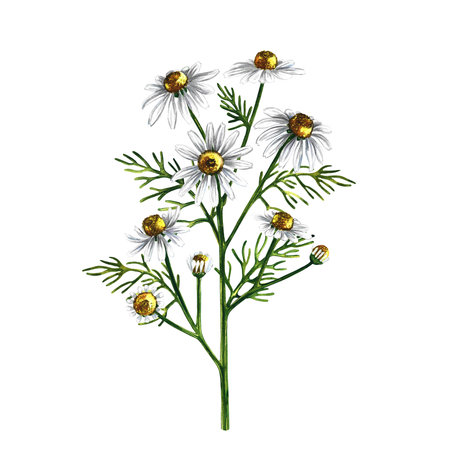 Chamomile. Medicinal plant. Pharmacy herb. Calming tea. Watercolor hand drawn illustration. Isolate on white background. Healthy tea and medicinal herbs. For packaging, label, pharmacy, banner layout.の写真素材