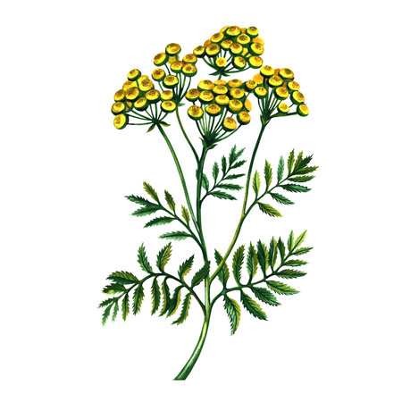 Medicinal tansy. Pharmacy herb. Watercolor hand drawn illustration. Isolate on white background. Useful tea, medicinal herbs. For packaging, label, pharmacy banner layout. For posters, postcards.の写真素材