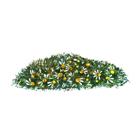 Chamomile, medicinal herb, dried, crushed. Chamomile tea. Watercolor hand drawn illustration. Isolate on white background. For banner, flyer, poster, product packaging and label.の写真素材