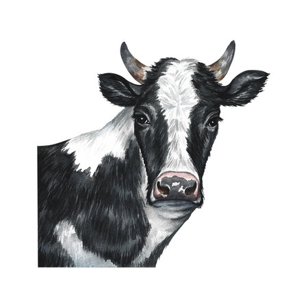 The head of a black and white cow. Watercolor hand drawn illustration. Isolate on white background. For the design of dairy and farm products. For banner, flyer, label and packaging.の写真素材