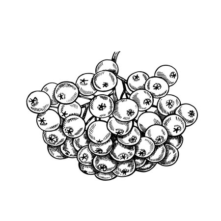Autumn rowan. Black and white vector graphics. Isolated on a white background. For labels, printed materials. For designer packaging, banners and menus, cards, textiles and posters.のイラスト素材