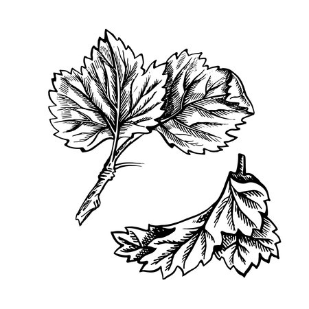 Currant leaves, hand drawn black and white graphic vector illustration. Isolated on a white background. Design element for packaging, printed products. For banners and menus, textiles and posters.のイラスト素材