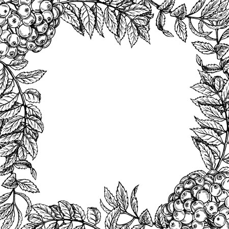 Frame of rowan elements, fruits and leaves, hand drawn black and white graphic vector illustration. Isolated on a white background. Design element for packaging, banners and menus, textiles and posterのイラスト素材