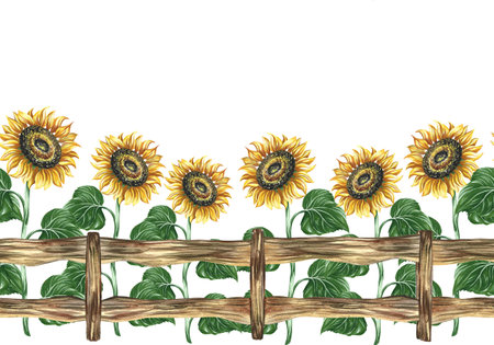 Seamless border with wooden fence and sunflowers. Hand-drawn watercolor illustration. A rustic style banner. For printing, packaging, postcards and decorations. For banners, posters and flyers.の写真素材
