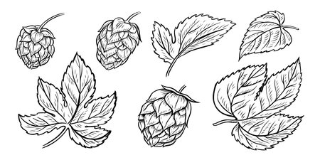 Cones and leaves of hops. A set of vector black-and-white hand-drawn illustrations highlighted on a white background. Design elements for pub or restaurant menus, labels and poster, logo and packagingのイラスト素材