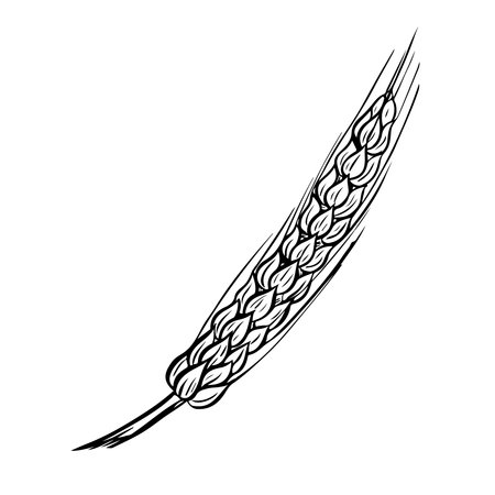 A sketch of an ear of wheat, barley and grain malt. For a poster about the beer or whiskey production process at the brewery. Vector vintage illustration with engraving. A hand-drawn design element.のイラスト素材