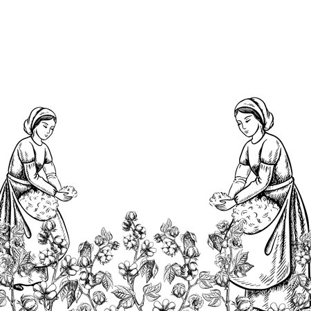 Cotton pickers by hand. Black and white, detailed, graphic, vector illustration. Beautiful women pick cotton with their own hands. Hand-drawn on a white background. For banner, poster and postcard.のイラスト素材