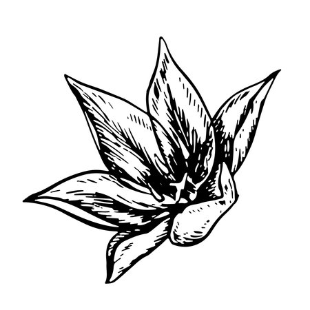 The tulip flower. A black and white vector graphic illustration made by hand. A design element. Isolated on a white background. For packages, labels and flyers, posters and banners.のイラスト素材