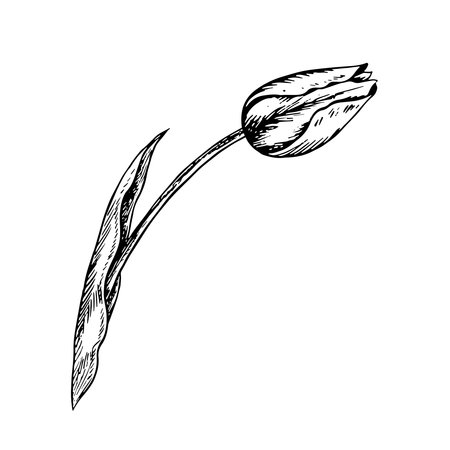 The tulip flower. A black and white vector graphic illustration made by hand. A design element. Isolated on a white background. For packages, labels and flyers, posters and banners.のイラスト素材