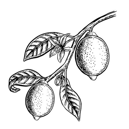 A branch with lemon fruits. Vector graphic illustration of a citrus fruit. A black and white hand-drawn image. On a white background. Great for menus, labels, recipe posters, stickers, packages.のイラスト素材