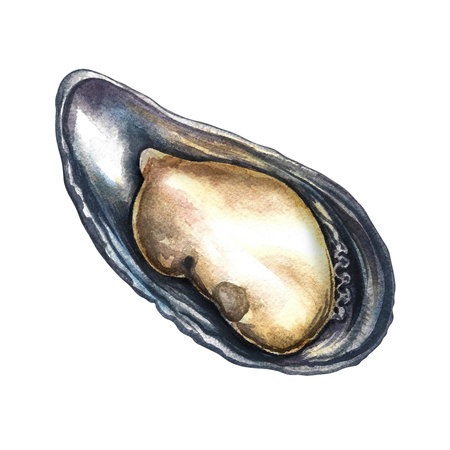 Fresh mussels. A hand-drawn watercolor illustration. Color image of seafood. Separate from the background. Perfect for menus, recipe books, packages, labels, invitations, and more.の写真素材